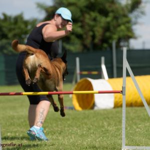 Agility Turnier des ÖSPSC