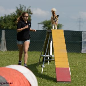 Agility Turnier des ÖSPSC