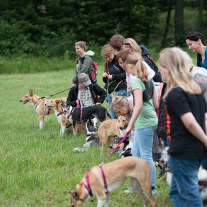 Kurzhaarcollie Treffen in Sulz im Wienerwald