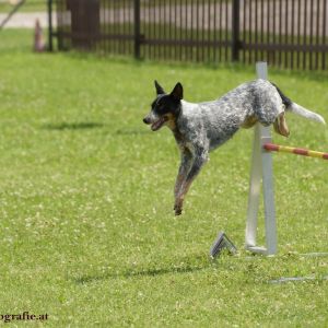 Agility Turnier des ÖSPSC