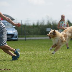 Agility Turnier des ÖSPSC