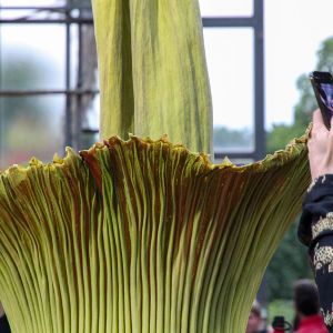 Amorphophallus_titanum_IMG_2035.jpg