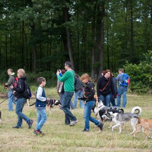 Kurzhaarcollie Treffen in Sulz im Wienerwald