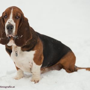 Silvester mit Hund im Hotel Grimming