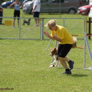 Agility Turnier des ÖSPSC