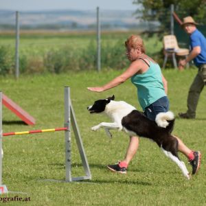 Agility Turnier des ÖSPSC