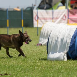 Agility Turnier des ÖSPSC