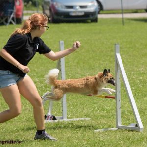 Agility Turnier des ÖSPSC