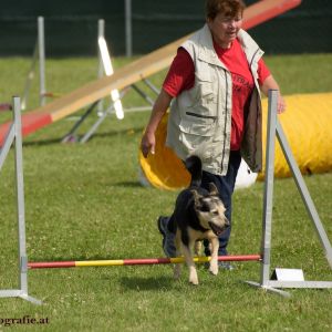 Agility Turnier des ÖSPSC