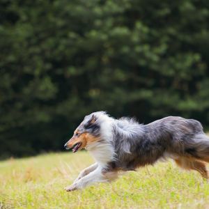 Kurzhaarcollie Treffen in Sulz im Wienerwald