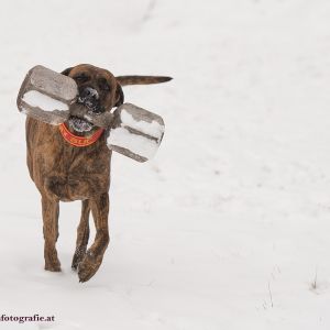 Silvester mit Hund im Hotel Grimming