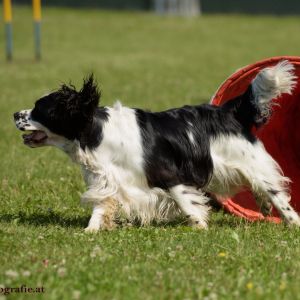 Agility Turnier des ÖSPSC