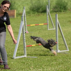 Agility Turnier des ÖSPSC