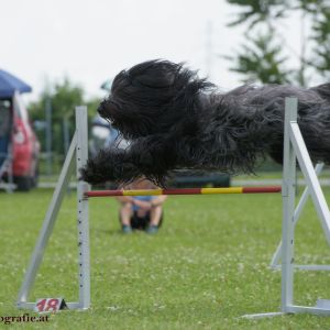 Agility Turnier des ÖSPSC