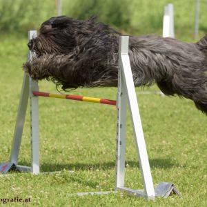 Agility Turnier des ÖSPSC