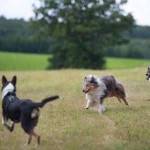 Kurzhaarcollie Treffen in Sulz im Wienerwald