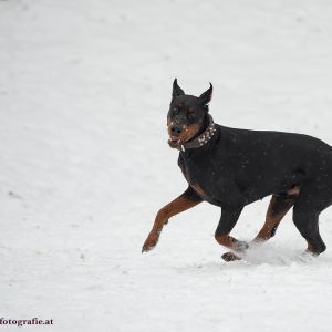 Silvester mit Hund im Hotel Grimming