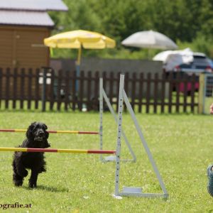 Agility Turnier des ÖSPSC