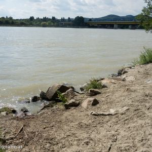 Hundestrand Donauinsel Nord