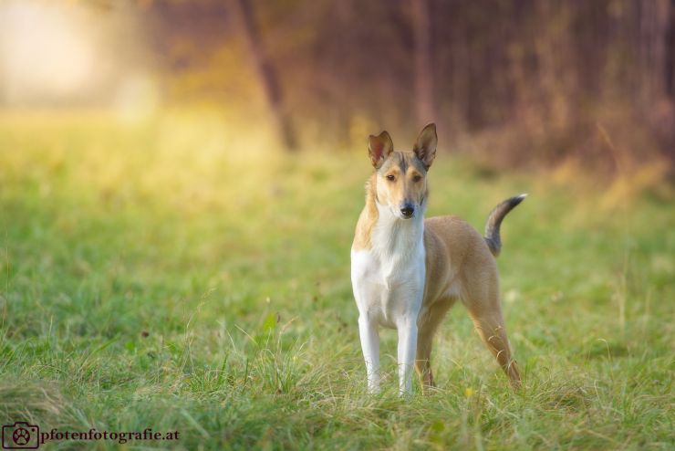 Kurzhaarcollie Hündin Ronja