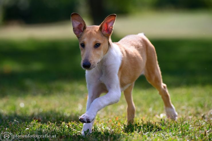 Kurzhaarcollie Hündin Ronja