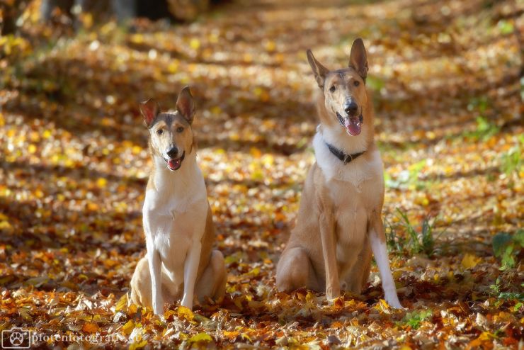 Kurzhaarcollies Ronja & Sheldon