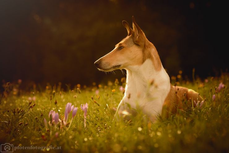 Kurzhaarcollie Hündin Ronja