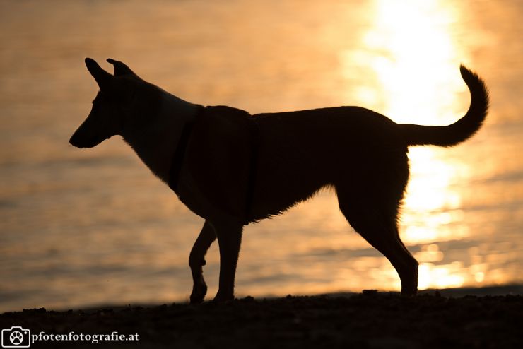 Kurzhaarcollie Hündin Ronja