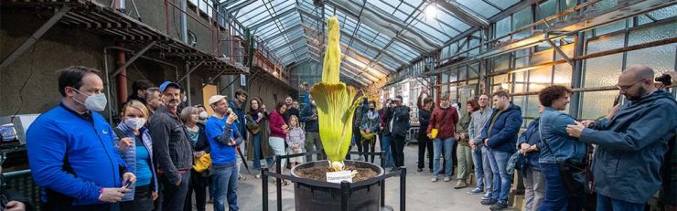 Amorphophallus titanum im Botanischen Garten der Universität Wien