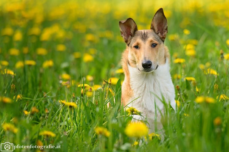 Kurzhaarcollie Hündin Ronja