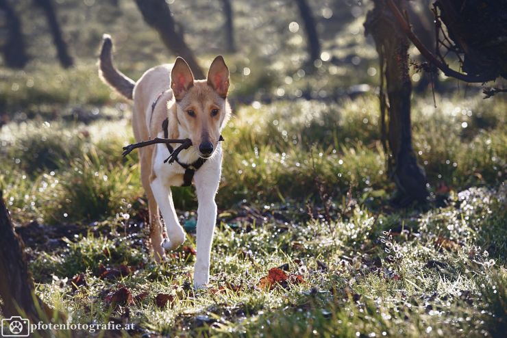 Kurzhaarcollie Hündin Ronja