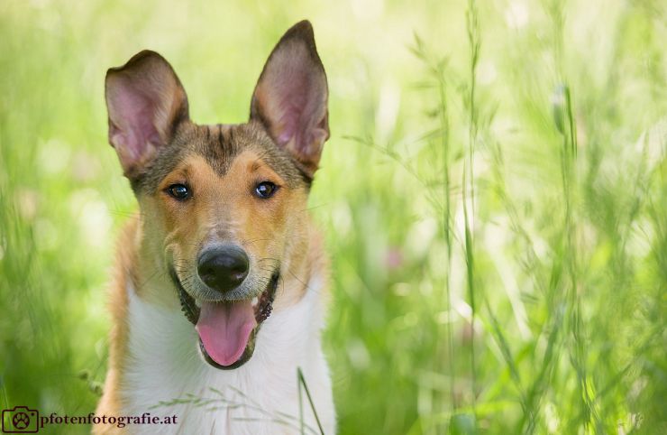 Kurzhaarcollie Hündin Ronja