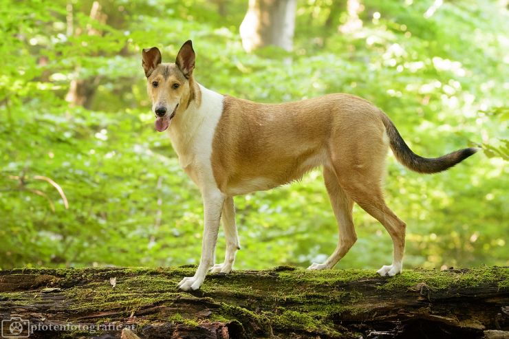 Kurzhaarcollie Ronja im Wienerwald