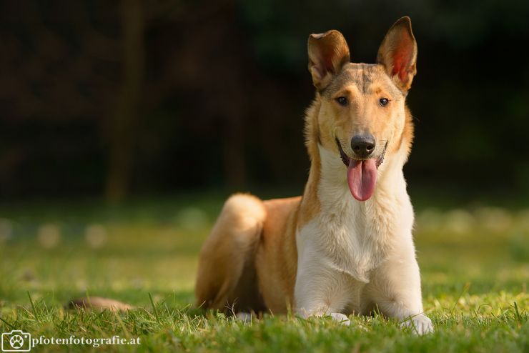 Kurzhaarcollie Hündin Ronja