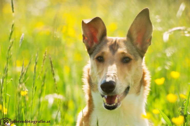 Kurzhaarcollie Hündin Ronja