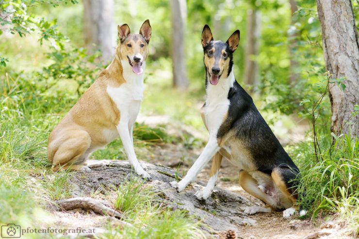 Kurzhaarcollies Ronja und Haku