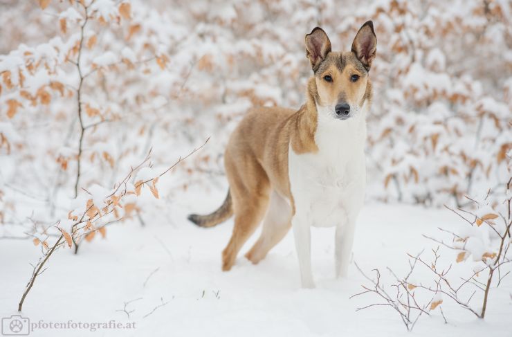 Kurzhaarcollie Hündin Ronja im Schnee