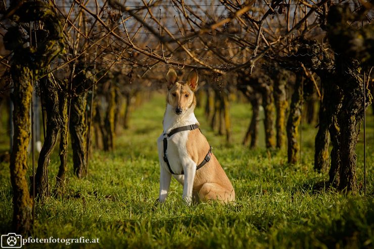 Kurzhaarcollie Hündin Ronja