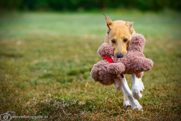 Kurzhaarcollie Hündin Ronja