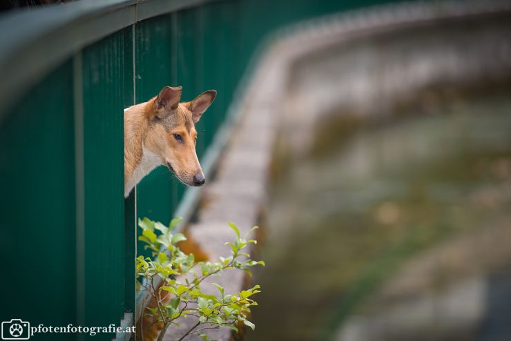 Kurzhaarcollie Hündin Ronja