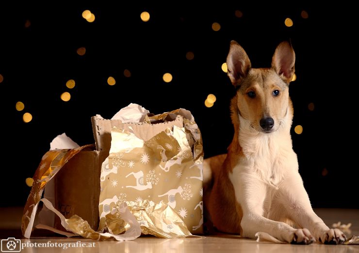 Kurzhaarcollie Hündin Ronja