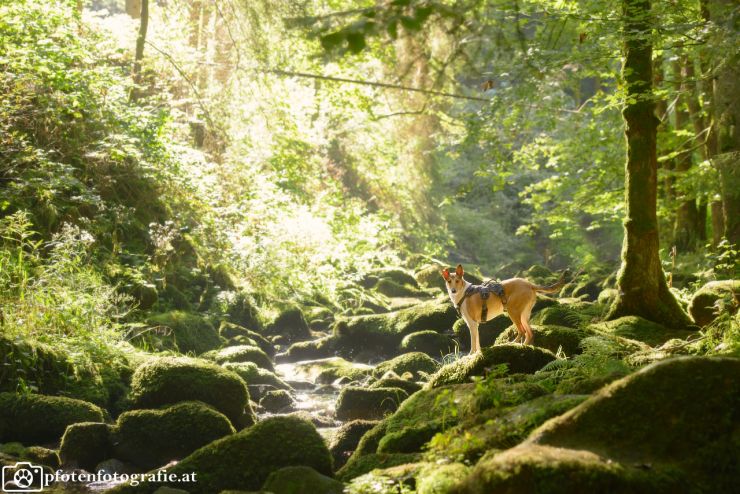 Kurzhaarcollie Hündin Ronja